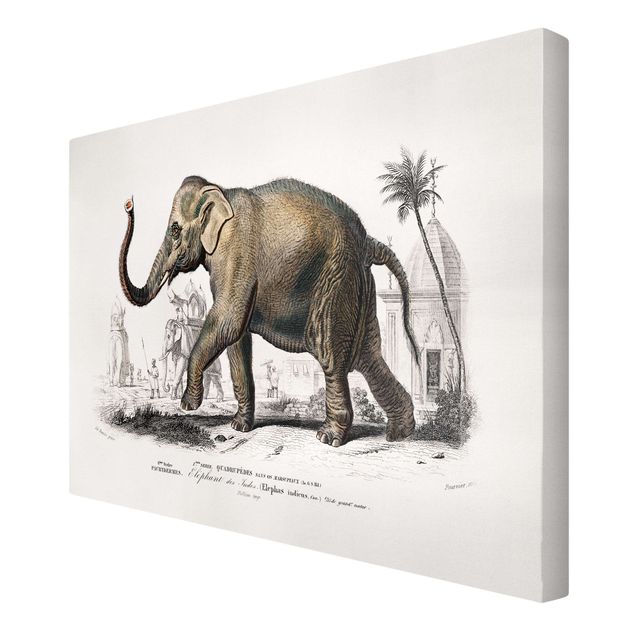 Stampe su tela Bacheca vintage Elefante