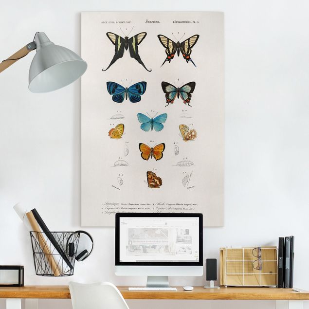 Quadri con farfalle Bacheca Vintage Farfalle I
