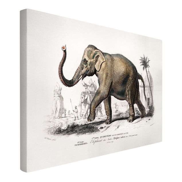 Stampe su tela vintage Bacheca vintage Elefante