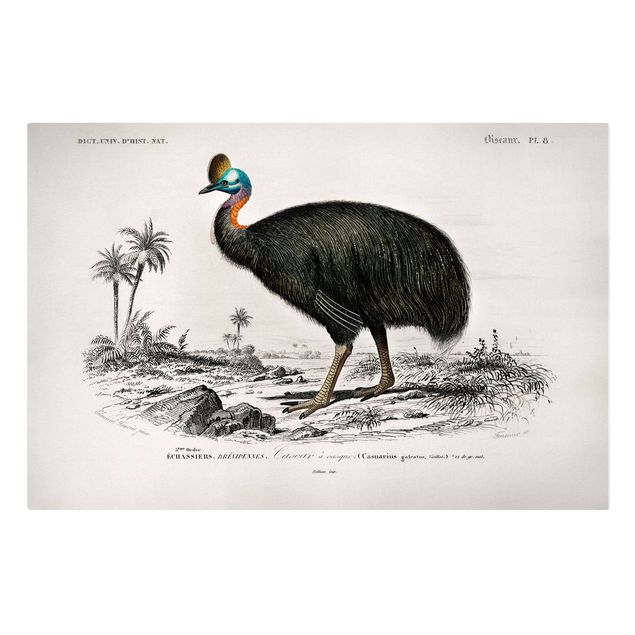 Quadro su tela animali Bacheca Vintage Emu