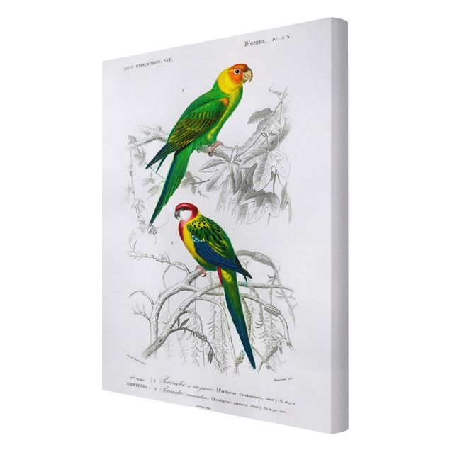 Stampa su tela Bacheca vintage Due pappagalli verde rosso