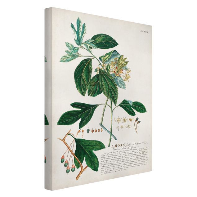 Stampa su tela - Vintage botanica Laurel - Verticale 3:2