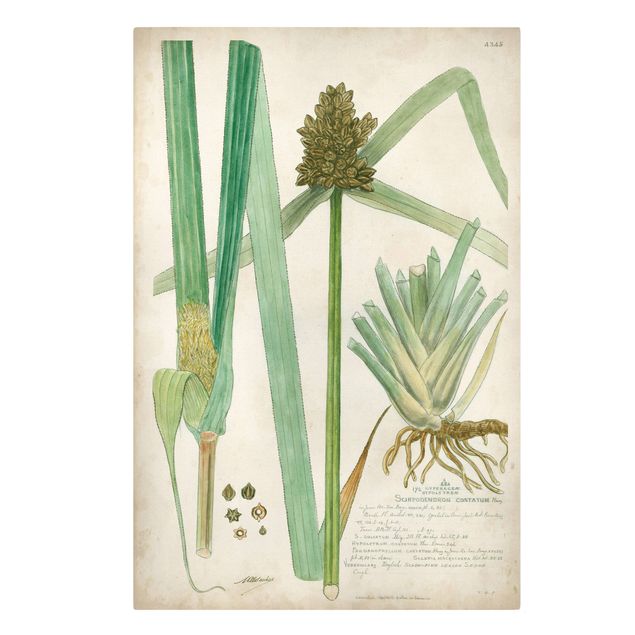 Stampa su tela - Vintage Botanica Disegno Erbe III - Verticale 3:2