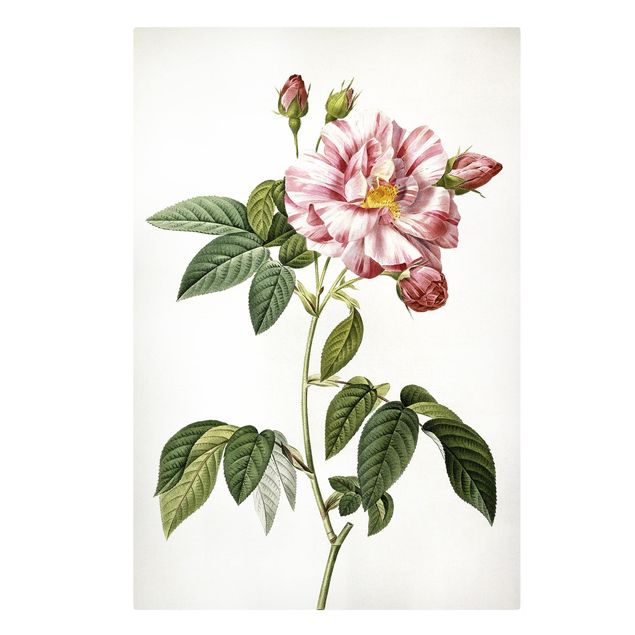 Stampe su tela Pierre Joseph Redoute - Rosa gallica rosa