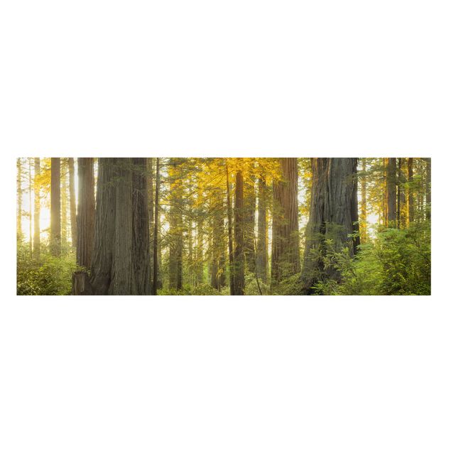 Stampa su tela - Redwood National Park - Panoramico