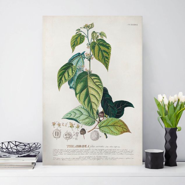 Stampe su tela fiori Illustrazione botanica vintage Cacao