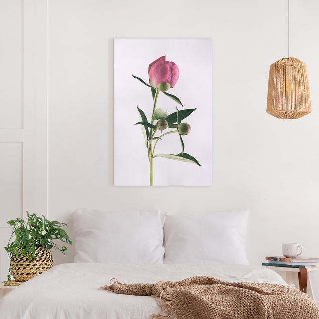 Quadri moderni per soggiorno Peonia rosa su bianco