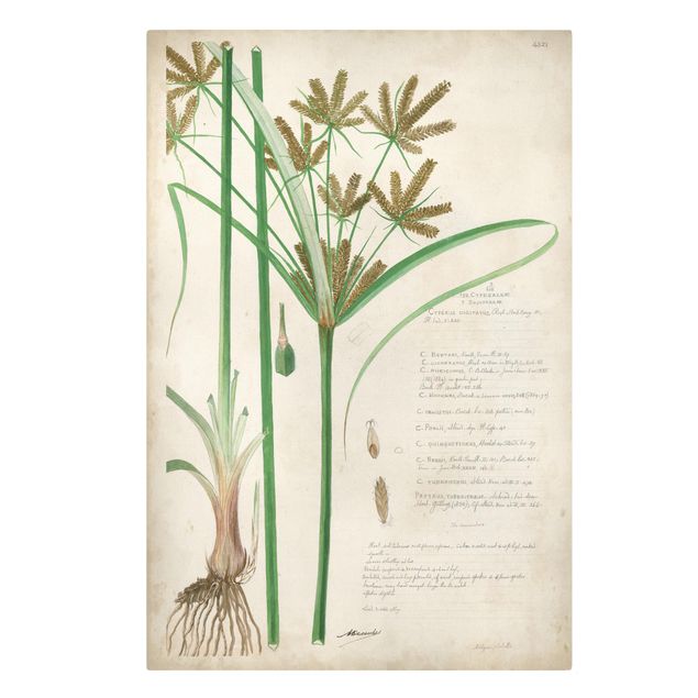 Stampa su tela - Vintage Botanica Disegno Erbe I - Verticale 3:2