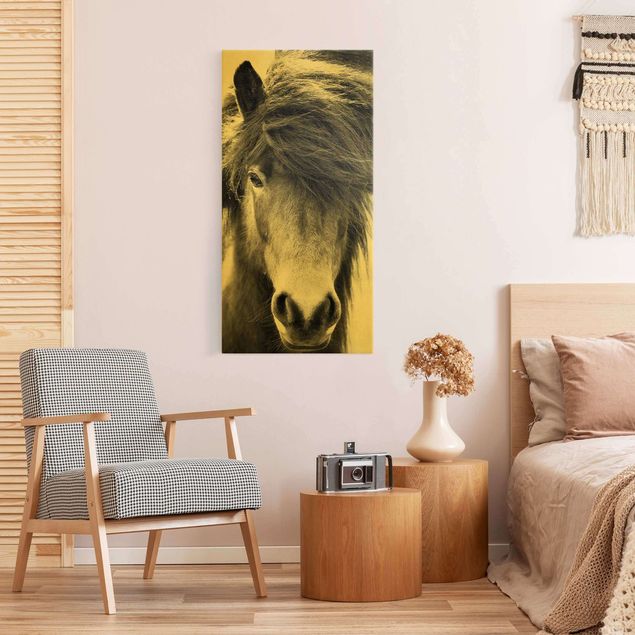 quadri con animali Cavallo islandese in bianco e nero