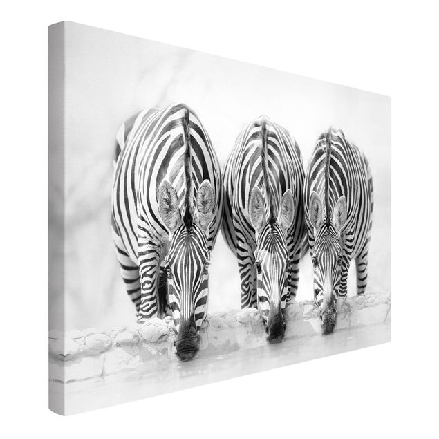 Stampe su tela animali Trio di zebre in bianco e nero
