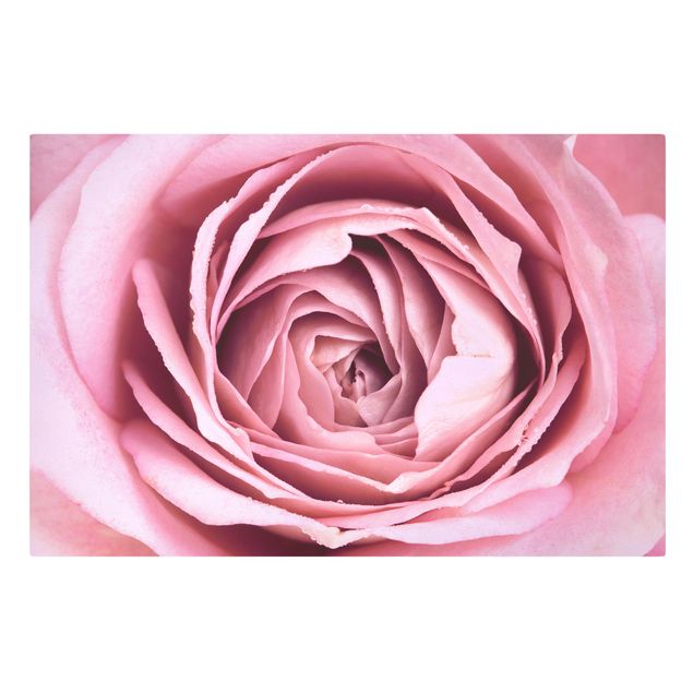 Quadri su tela - Pink Rose Blossom