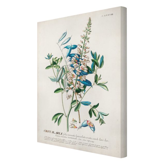 Stampa su tela - Vintage botanico Legumi Illustrazione - Verticale 3:2