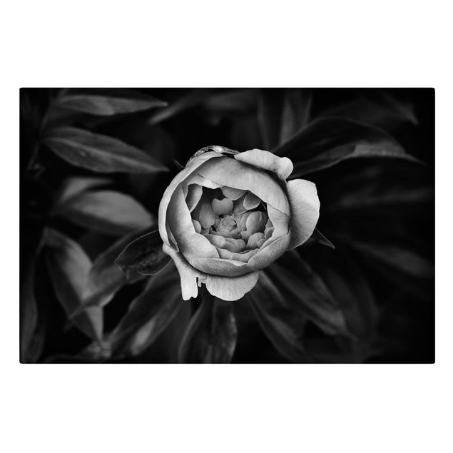 Stampa su tela Fiore di peonia bianco Foglie anteriori nere