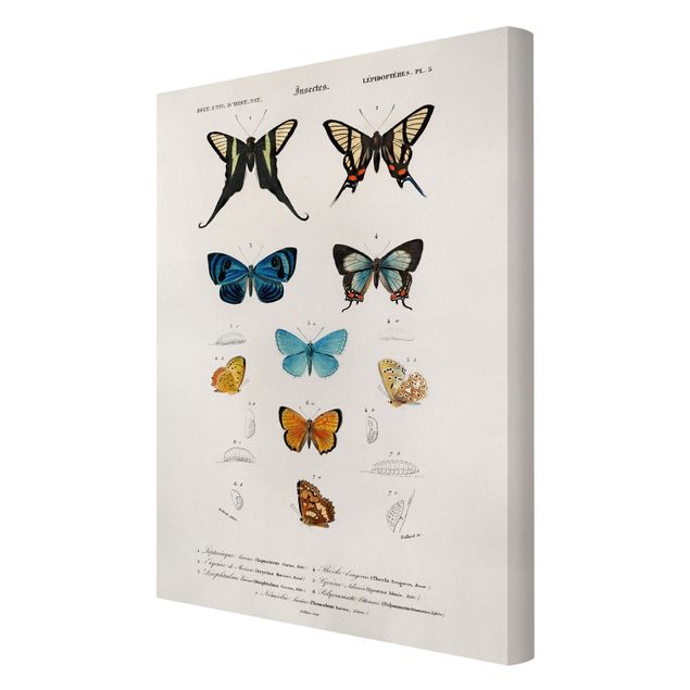 Stampa su tela - Vintage Consiglio Butterflies I - Verticale 3:2
