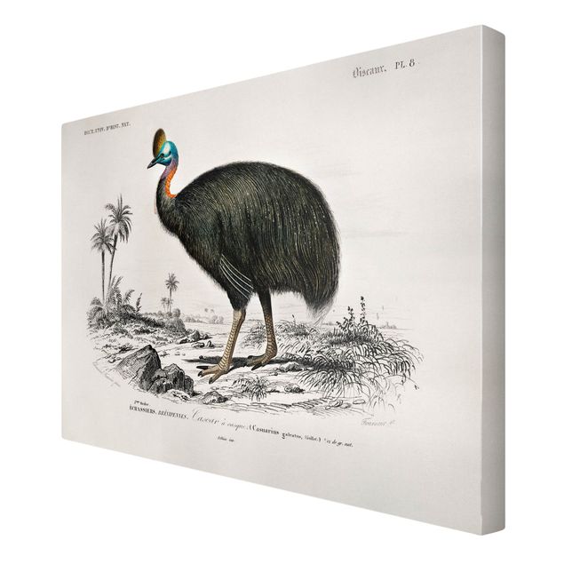 Stampa su tela Bacheca Vintage Emu