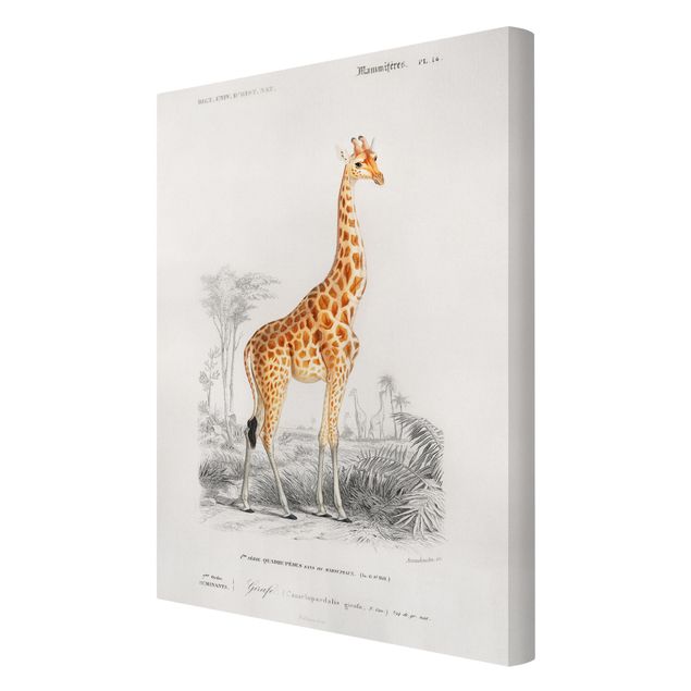 Stampa su tela - Vintage Consiglio Giraffe - Verticale 3:2