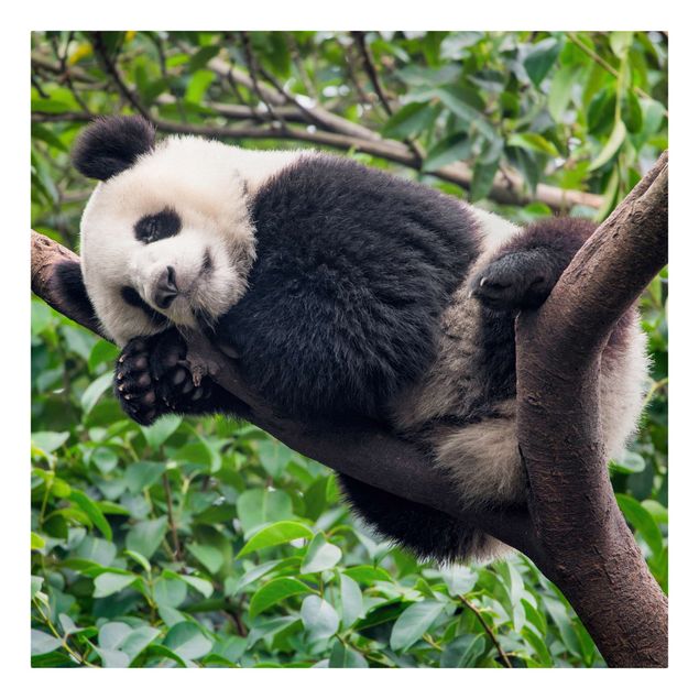 Quadri moderni per soggiorno Panda addormentato sul ramo di un albero