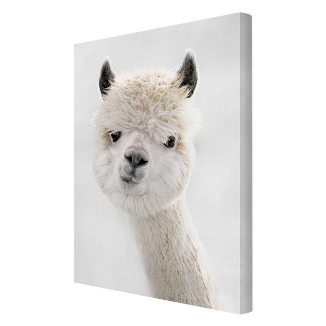 Quadro su tela - Ritratto di alpaca