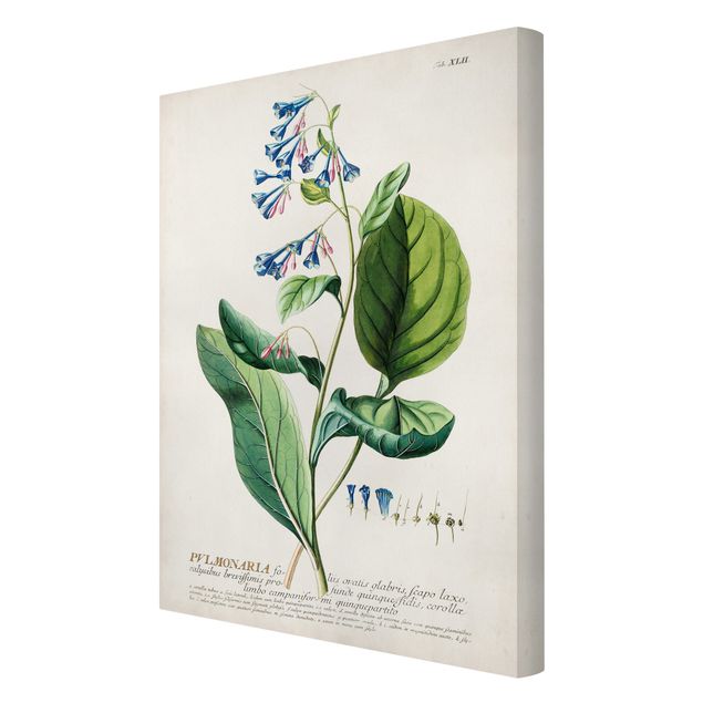 Stampa su tela - Vintage botanica Lungwort - Verticale 3:2
