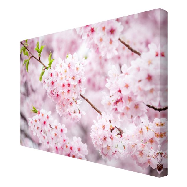 Stampe su tela Fioriture di ciliegio giapponesi