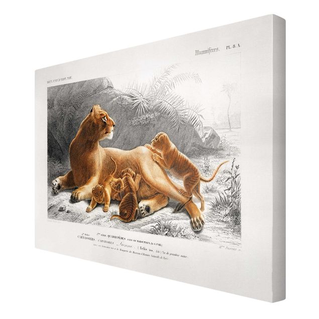 Stampe su tela animali Bacheca Vintage Leonessa e cuccioli di leone