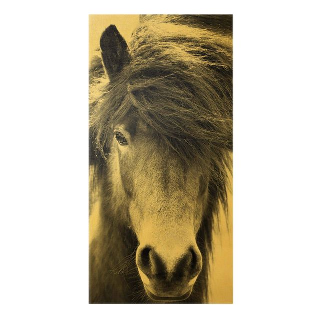Quadro su tela animali Cavallo islandese in bianco e nero