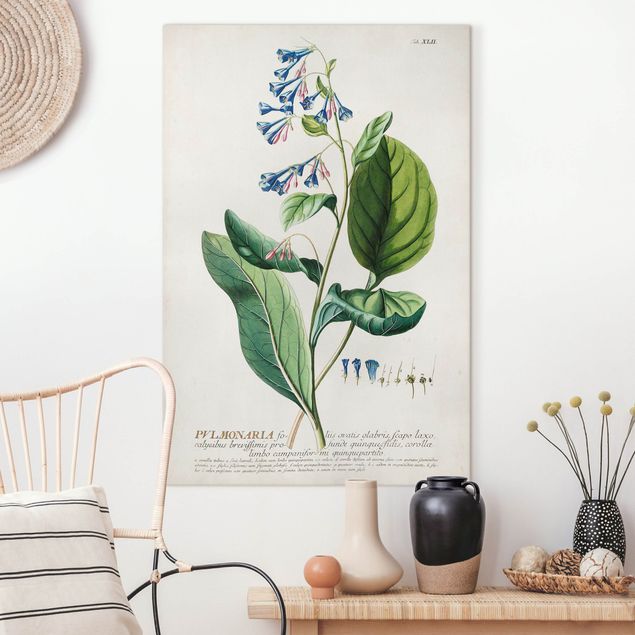 Quadro su tela fiori Illustrazione botanica vintage Pulmonaria