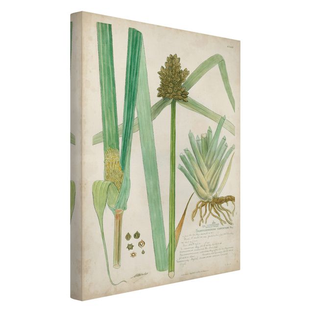 Stampe su tela Disegno botanico vintage Erbe III