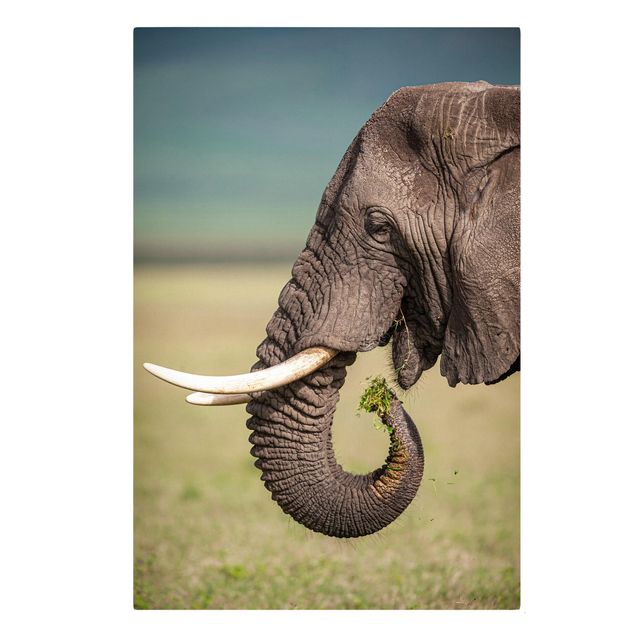 Stampe su tela Nutrire gli elefanti in Africa