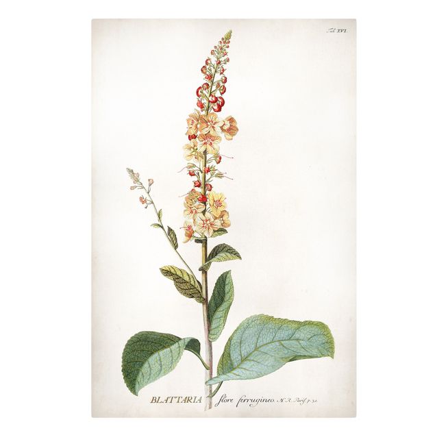 Stampa su tela - Vintage botanica Verbasco - Verticale 3:2