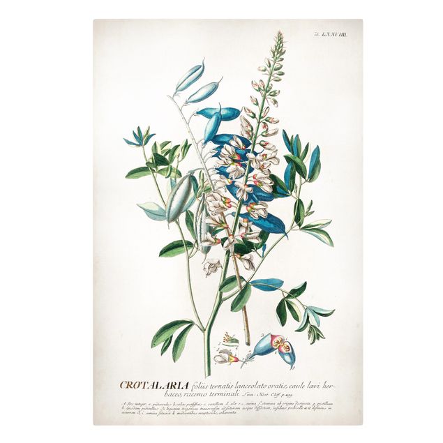 Stampa su tela - Vintage botanico Legumi Illustrazione - Verticale 3:2
