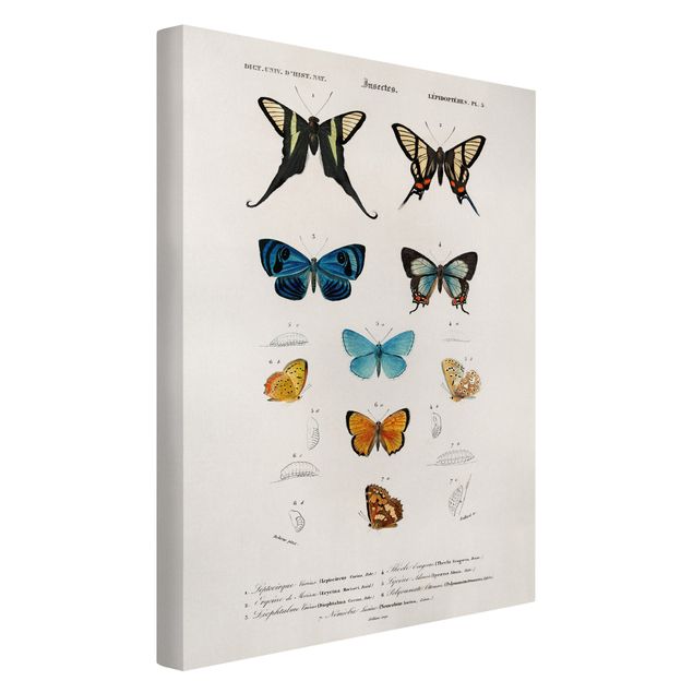 Quadri su tela animali Bacheca Vintage Farfalle I