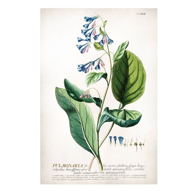 Stampa su tela - Vintage botanica Lungwort - Verticale 3:2