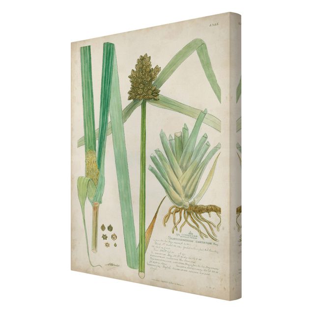Stampa su tela - Vintage Botanica Disegno Erbe III - Verticale 3:2