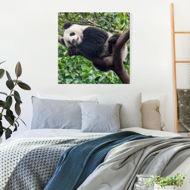 Quadri su tela animali Panda addormentato sul ramo di un albero