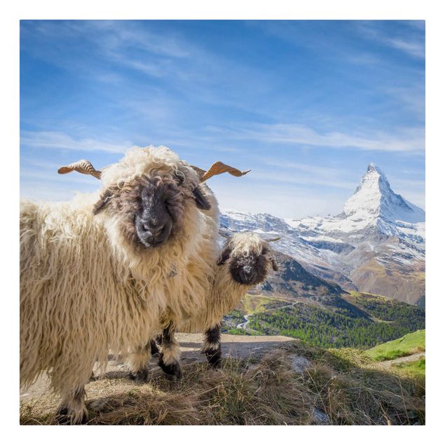 Quadro su tela animali Pecore dal naso nero di Zermatt