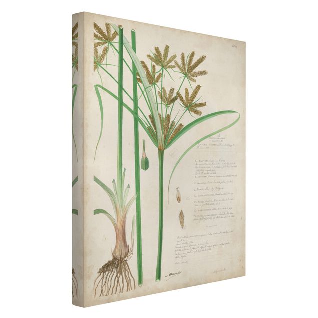 Stampe su tela Disegno botanico vintage Erbe I