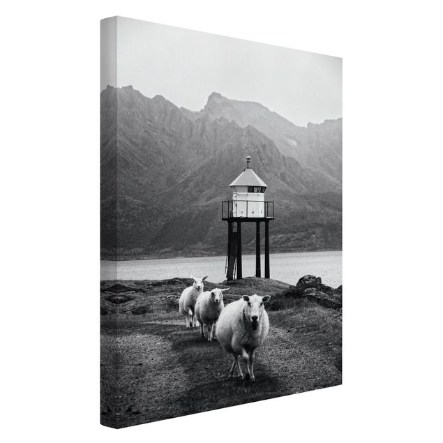 Quadri su tela animali Tre pecore alle Lofoten