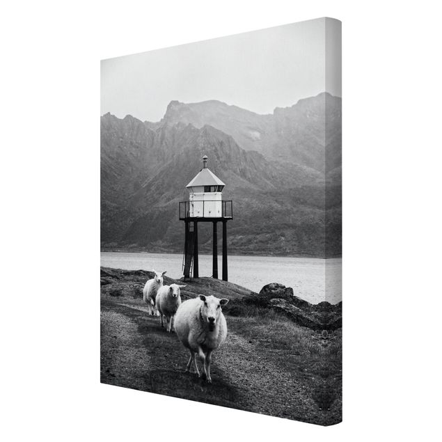 Stampe su tela Tre pecore alle Lofoten