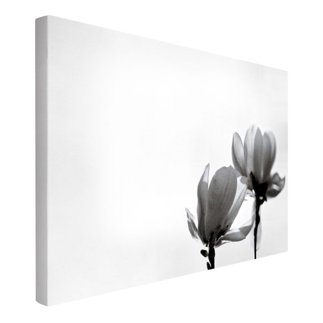 Quadri moderni per soggiorno Magnolia araldo di primavera in bianco e nero