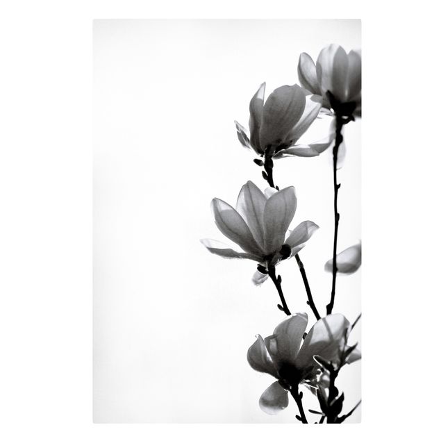 Stampa su tela Magnolia araldo di primavera in bianco e nero
