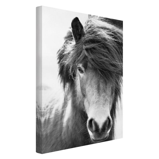 Riproduzioni su tela Cavallo islandese in bianco e nero