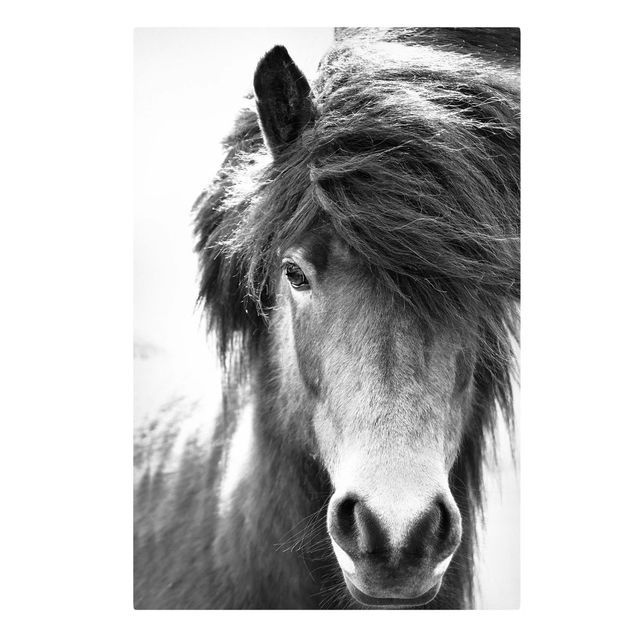Quadro su tela animali Cavallo islandese in bianco e nero