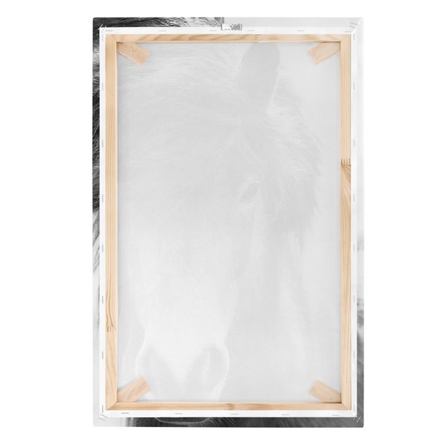 Stampa su tela Cavallo islandese in bianco e nero