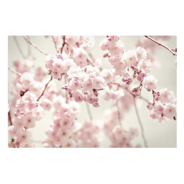 Quadro su tela - Danza di fiori di ciliegio