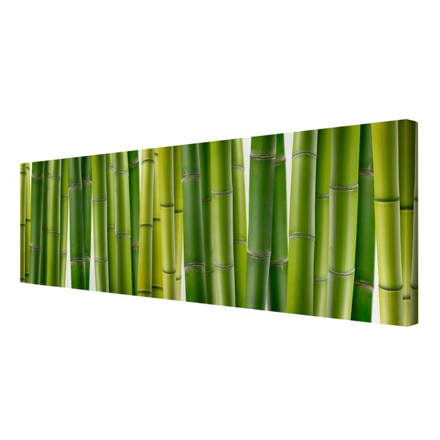 Stampe su tela Piante di bambù