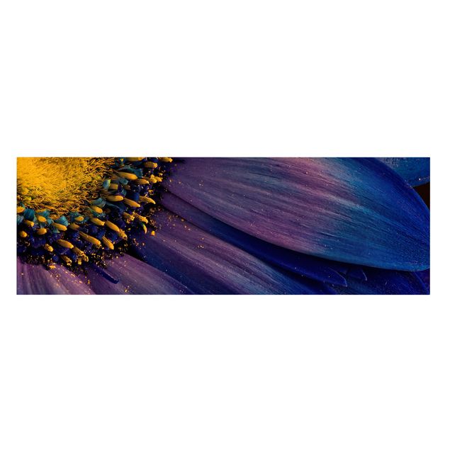 Stampa su tela - Fiore blu Gerbera - Panoramico