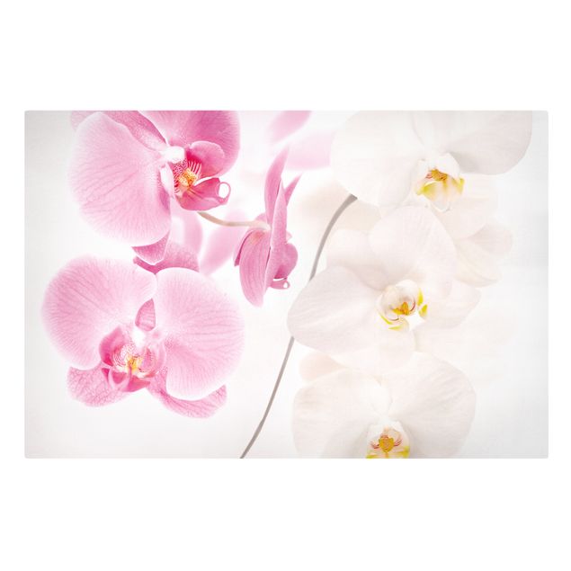 Stampa su tela - Delicate Orchids - Orizzontale 3:2