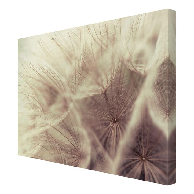 Stampa su tela - Detailed Dandelions Macro Shot With Vintage Blur Effect - Quadrato 1:1