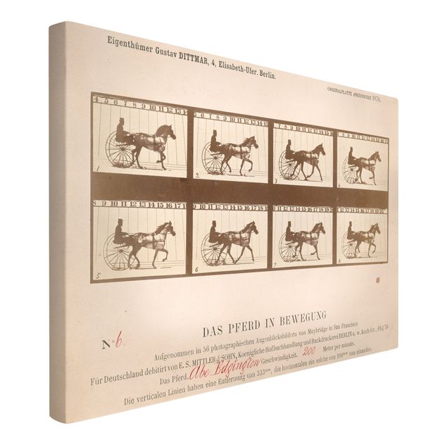 Quadro su tela animali Eadweard Muybridge - Il cavallo in movimento
